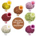 Bild von Bolchrysant  P19 geen kleur Divers